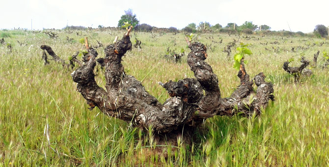 The Wine Advocate hat die Garnachas de Gredos bewertet