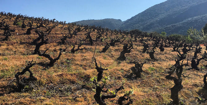 Neue Parker-Punkte für Weine aus Bierzo – Januar 2015