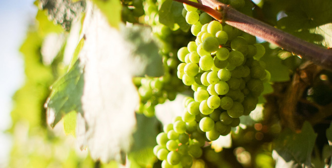 chardonnay