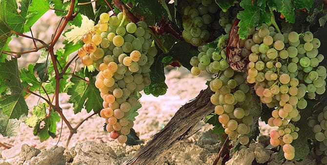 Pedro ximenez