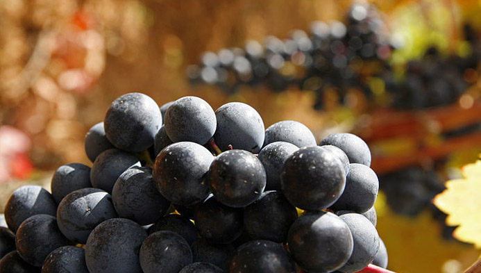 Tempranillo, die großartige spanische Botschafterin