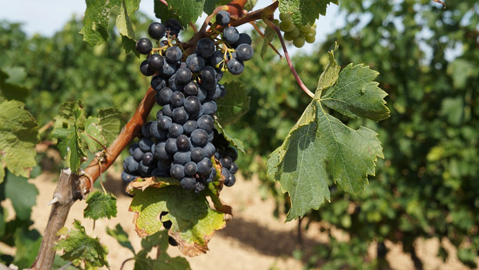 Merlot, eine elegante und verführerische Dame