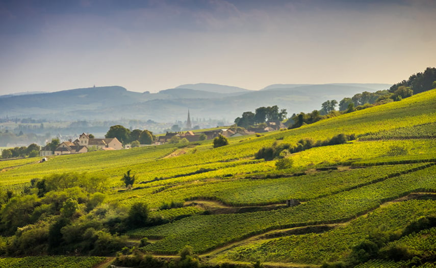 Was macht die Weine aus Burgund so begehrt?