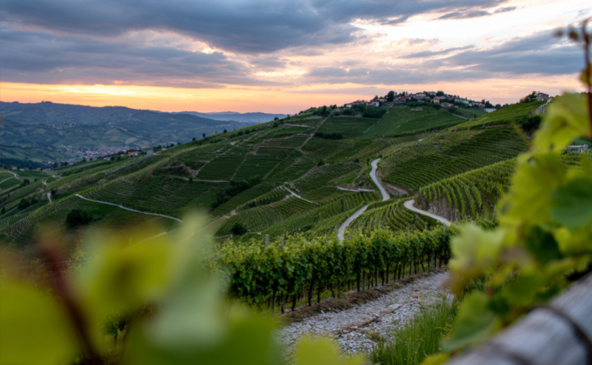 Der Einfluss der Höhenlage auf den Wein